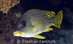 Blackspotted sweetlips (Plectorhinchus gaterinus) taken a... by Stephan Kerkhofs 